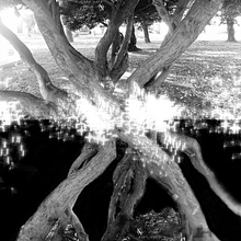 Ramificaciones . Fine-Art Photograph project by Qristian Muñoz - 05.19.2020