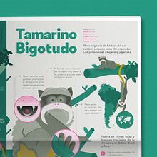 Tamarino Bigotudo. Information Design, Traditional illustration, Digital Illustration & Infographics project by Isabel Margarita Méndez - 05.21.2020