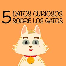 Mi Proyecto del curso: Animación exprés para redes sociales con After Effects - 5 datos curiosos sobre los gatos. Animation project by Álvaro Maillo Pérez - 05.21.2020