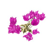 Droplets of Colour. Ilustração botânica projeto de saikeerthana15 - 24.05.2020