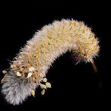 Mi Proyecto del curso: Introducción a la fotografía macro. Un proyecto de Fotografía de Alberto Rodríguez Pastor - 27.05.2020