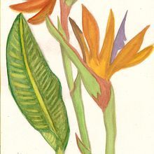 Mi Proyecto del curso: Ilustración botánica con acuarela . Ilustrație botanică de maricruz ojeda - 05.26.2020