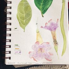My project in Botanical Illustration with Watercolors course. Watercolor Painting project by Magdalena Julkowska - 05.27.2020