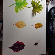 First attempt on textures and volume - My project in Botanical Illustration with Watercolors course. Un projet de Illustration botanique , et Aquarelle de Jai Sobrado-Vadocz - 28.05.2020