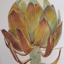 Botánico. Un progetto di Illustrazione botanica e Pittura ad acquerello di Alexandra Kichígina - 28.05.2020
