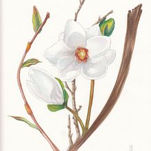 My project in Botanical Illustration with Watercolors course. Un progetto di Pittura ad acquerello di Claudine Dufour - 28.05.2020