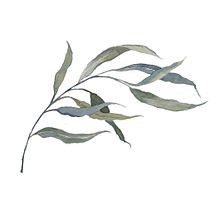 Mi Proyecto del curso: Técnicas aplicadas de ilustración en acuarela.  project by Olivia Fregoso - 02.04.2020