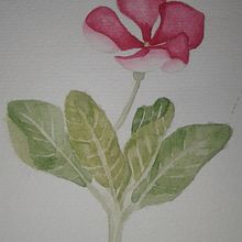 Mi Proyecto del curso: Ilustración botánica con acuarela. Een project van  Botanische illustratie van Astrid Katerina - 01.06.2020