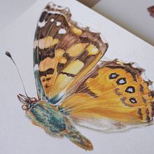 Libro Mariposas de la Reserva Biológica Huilo Huilo. Traditional illustration project by Antonia Reyes Montealegre - 11.02.2017