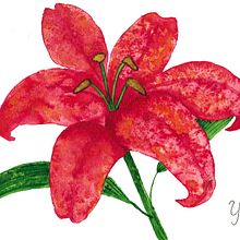Lilium: Técnicas modernas de acuarela. Botanical Illustration, and Watercolor Painting project by Yuki Eiscreme - 06.02.2020