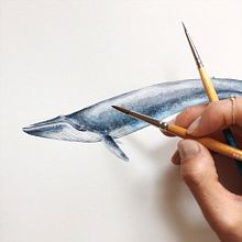 Mapa Ballenas de Chile. Traditional illustration project by Antonia Reyes Montealegre - 12.01.2018
