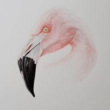 Flamenco Chileno - Chilean Flamingo. Un progetto di Illustrazione tradizionale, Illustrazione naturalistica e Pittura ad acquerello di Antonia Reyes Montealegre - 01.04.2020