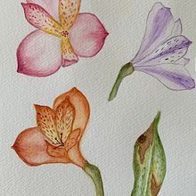 Mi Proyecto del curso: Ilustración botánica con acuarela . % Mar Liu tarafından hazırlanan Botanik İllüstras, Ve on projesi - 06.03.2020