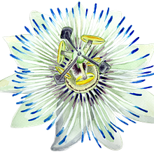 Passiflora in Botanical Illustration with Watercolors course. Ilustração botânica projeto de Sorin Vintzeanu - 06.06.2020