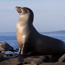 Certificación Alliance. Un projet de  de Tanya Denise Leluc Hernández - 06.06.2020