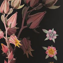 Florecitas de la Echeverria Imbricata Blue. Un proyecto de Ilustración botánica de Catalina Osorio - 06.06.2020