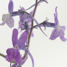 Fotografía flores . % Susana Gomez-Bascuñana Delgado tarafından hazırlanan Fotoğrafçılık projesi - 06.07.2020