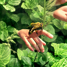 Tocando manos con flores.. Un progetto di Graphic design di Ben Picado - 07.06.2020