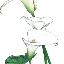 Cala. Pencil Drawing, and Botanical Illustration project by Yuki Eiscreme - 01.04.2016