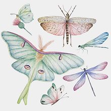INSECTOS. Watercolor Painting project by Cristina Cilloniz - 06.09.2020