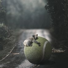 Animales en contextos poco comunes: Fotomontaje surrealista con Photoshop . Photographic Composition, Digital Photograph, and Photo Retouching project by Natanael Mendieta Mendez - 06.09.2020