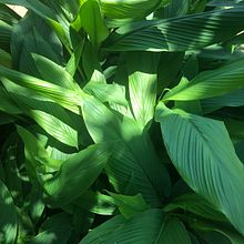 Extrato da curcuma. Artesanato projeto de Roberta Kremer - 08.05.2020