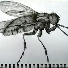 fly.. Drawing, and Graphic Design project by nickinicksp - 06.12.2020