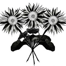 sunflower.. Drawing project by nickinicksp - 06.12.2020