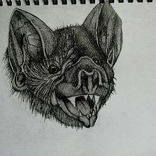 bat. Drawing project by nickinicksp - 06.12.2020