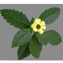 orvalho e perfume . Un progetto di Animazione 2D di maria celia chaves ribeiro - 17.06.2020