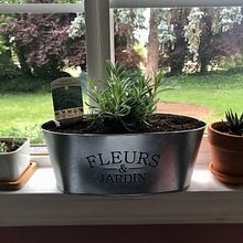 My tiny garden . Drawing project by sloni25 - 06.18.2020