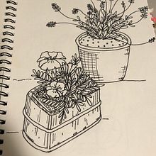 The plants outside my door. Drawing project by sloni25 - 06.18.2020