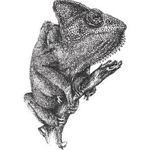 Hand-drawn animal art. Un progetto di Disegno artistico, Pittura digitale, Disegno, Illustrazione tradizionale, Illustrazione con inchiostro, Disegno a matita, Disegno realistico e Bozzetti di Душица Нешковић - 24.07.2020
