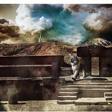 Mi Proyecto del curso: Puma Guardian de los Andes. Photographic Composition project by Carlos Fernando Moscoso Aldayuz - 06.19.2020