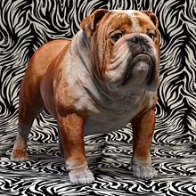 Mustang the bulldog. Un proyecto de 3D, Diseño 3D, Diseño de personajes 3D y Escultura de Luis Yrisarry Labadía - 23.06.2020
