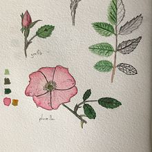 Mi Proyecto del curso: Cuaderno botánico en acuarela Ein Projekt aus dem Bereich Botanische Illustration von Tomás Garnier - 23.06.2020