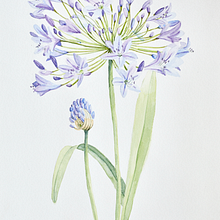 flor en acuarela. Botanical Illustration, and Watercolor Painting project by Laura Alonso - 06.23.2020