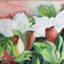 Le magnolie: un primo piano di alcuni fiori. Ilustração botânica, e Pintura em aquarela projeto de mirtillo52 - 17.08.2020