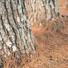 A menina da floresta. Fine-Art Photograph, and Video project by Mô Bertuzzi - 03.27.2017