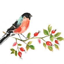 Garden Birds. Traditional illustration project by Laura McKendry - 06.24.2015