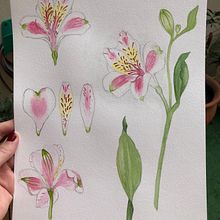 Mi Proyecto del curso: Ilustración botánica con acuarela. Un projet de Illustration traditionnelle, Peinture , et Aquarelle de Carolina Bottino - 01.07.2020