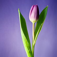 Adobe Photoshop . Ilustrație tradițională de Ana Macarrone - 07.06.2020