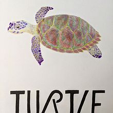 Turtle Poster. Un proyecto de Dibujo a lápiz de Shirley Tate - 25.04.2020