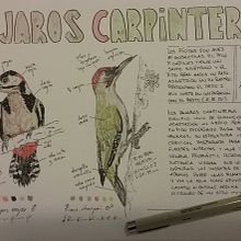 Mi Proyecto del curso: Cuaderno de naturaleza  . % franciscocastillofernandez tarafından hazırlanan Botanik İllüstras, Ve on projesi - 07.17.2020