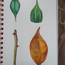 My project in Botanical Illustration with Watercolors course. Botanical Illustration, and Watercolor Painting project by Debora Calzaccia - 07.07.2020