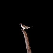 Fotografía de Aves. Retratos en posadero. Projekt z dziedziny Fotografia i Fotografia portretowa użytkownika Sergio Gómez - 08.07.2020