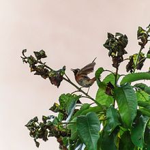 Fotografía de Aves. Retratos en su ambiente. Projekt z dziedziny Fotografia, Fotografia portretowa i Fotografia dokumentalna użytkownika Sergio Gómez - 08.07.2020