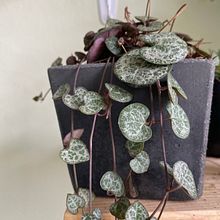 Mi Proyecto del curso: Creación de muebles en concreto para principiantes. Un proyecto de Artesanía de Rebeca Villafuerte - 08.07.2020