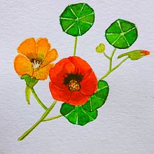 Mi Proyecto del curso: Ilustración botánica con acuarela . % vania_mtz tarafından hazırlanan Botanik İllüstras, Ve on projesi - 07.10.2020