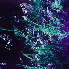 Sueño con Bosques. Un progetto di Fotografia artistica di Agostina Romeo - 13.07.2020